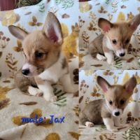 Pembroke Welsh Corgi Puppies for sale in Apple Valley, California. price: $900
