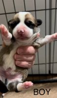 Pembroke Welsh Corgi Puppies for sale in Pikeville, Kentucky. price: $800