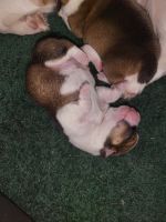 Pembroke Welsh Corgi Puppies for sale in Sturgis, Kentucky. price: $80,000