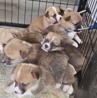 Pembroke Welsh Corgi Puppies Photos