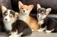 Pembroke Welsh Corgi Puppies for sale in San Jose, California. price: $350