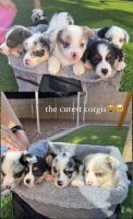 Pembroke Welsh Corgi Puppies for sale in Glendale, Arizona. price: $2,000