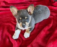 Pembroke Welsh Corgi Puppies for sale in Ocala, Florida. price: $1,600