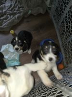 Pembroke Welsh Corgi Puppies for sale in Blue Springs, Missouri. price: $600