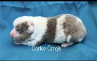 Pembroke Welsh Corgi Puppies for sale in Moundville, Alabama. price: $1,200