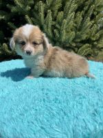 Pembroke Welsh Corgi Puppies for sale in Stuart, IA 50250, USA. price: $750