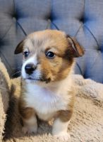 Pembroke Welsh Corgi Puppies for sale in Murfreesboro, Tennessee. price: $1,000