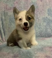 Pembroke Welsh Corgi Puppies for sale in Merced, CA, USA. price: $650