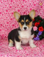 Pembroke Welsh Corgi Puppies for sale in Calgary, AB, Canada. price: $500