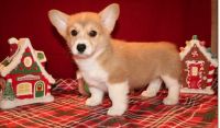 Pembroke Welsh Corgi Puppies for sale in Toronto, ON, Canada. price: $350