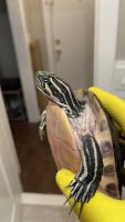 Peninsula Cooter Reptiles for sale in Bidwell Ave, Jersey City, NJ 07305, USA. price: $100