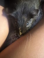 Pensillita Marmoset Animals for sale in Orange, CA, USA. price: NA