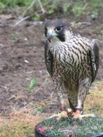 Peregrine Falcon Birds Photos