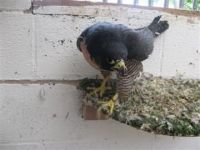 Peregrine Falcon Birds Photos