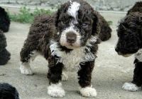Perro de Pastor Mallorquin Puppies for sale in TX-121, Blue Ridge, TX 75424, USA. price: $250