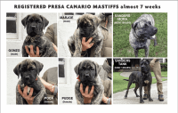 Perro de Presa Canario Puppies for sale in Purcellville, VA 20132, USA. price: $3,000