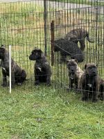 Perro de Presa Canario Puppies for sale in Uniontown, Pennsylvania. price: $2,200