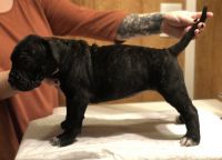 Perro de Presa Canario Puppies for sale in Columbia, Kentucky. price: $3,500