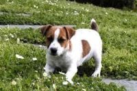 Perro de Presa Canario Puppies for sale in Beaver Creek, CO 81620, USA. price: $500