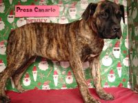 Perro de Presa Canario Puppies for sale in Macon, GA, USA. price: $1,300