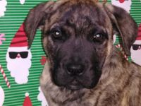 Perro de Presa Canario Puppies for sale in Macon, GA, USA. price: $1,000