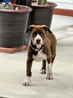 Perro de Toro Puppies for sale in Santa Ana, California. price: $40,000