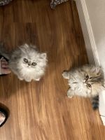 Persian Kittens for Sale