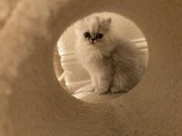 Persian Kittens for Sale