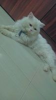 Persian Cats for sale in Shirur, Maharashtra 412210, India. price: 10000 INR