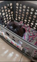 Persian Cats for sale in Pashan - Sus Rd, Sus, Pune, Maharashtra 411021, India. price: 5,000 INR