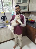 Persian Cats for sale in Doddagubbi, Anagalapura, Karnataka 560077, India. price: 5,000 INR