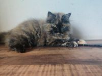 Persian Cats for sale in Chennai, Tamil Nadu, India. price: 10,000 INR
