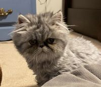 Persian Cats for sale in Langley, BC, Canada. price: $1,500