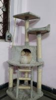 Persian Cats for sale in Hyderabad, Telangana, India. price: 5000 INR