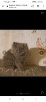 Persian Cats for sale in Massillon, OH, USA. price: $800