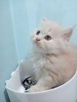 Persian Cats for sale in Lucknow, Uttar Pradesh, India. price: 4,000 INR
