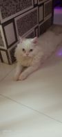 Persian Cats for sale in Panvel, Maharashtra. price: 7,500 INR