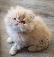 Persian Cats for sale in Fayetteville, North Carolina. price: NA