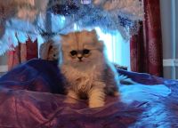 Persian Cats for sale in Houston, TX, USA. price: $2,000