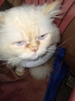 Persian Cats for sale in Lucknow, Uttar Pradesh. price: 2,000 INR