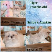Persian Cats for sale in Fayetteville, Arkansas. price: $500