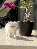 Persian Cats Photos