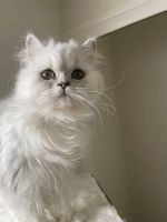 Persian Cats for sale in Detroit, Michigan. price: $429