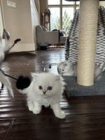 Persian Cats for sale in West Linn, Oregon. price: $1,200