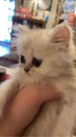 Persian Cats for sale in London, Kentucky. price: $800