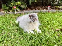 Persian Cats for sale in Rouse Hill, New South Wales. price: $1,200