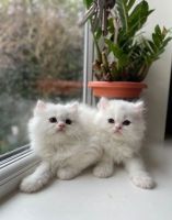 Persian Cats for sale in Toledo, Ohio. price: $500