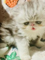 Persian Cats for sale in West Palm Beach, FL, USA. price: $2,500