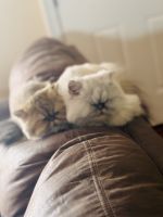 Persian Cats for sale in Lake Charles, Louisiana. price: $800