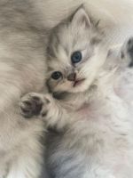 Persian Cats for sale in Sydney, New South Wales. price: $500